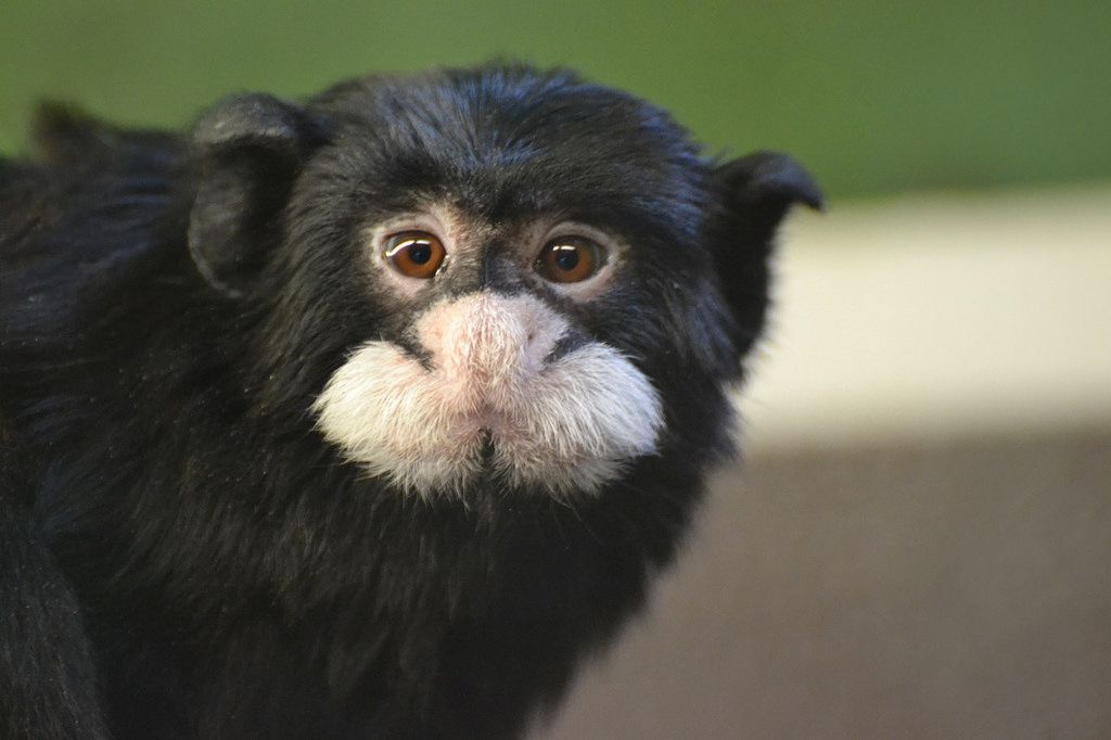 Sagui-de-Bigode: Características, Nome Científico, Habitat e Fotos