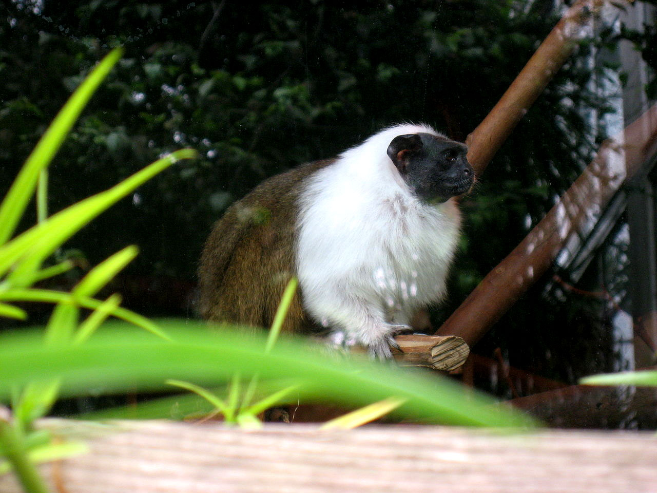 Sagui de Duas Cores ou Sauim de Coleira: Características e Fotos