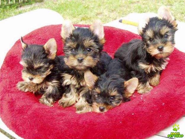 Reprodução do Silky Terrier: Filhotes e Periodo de Gestação