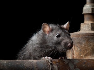 Tipos de Ratos Grandes e Gigantes: Espécies Com Nome e Fotos