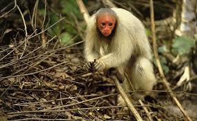 Uacari-Branco, Acari ou Macaco-Inglês: Características e Fotos