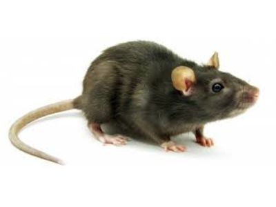 Como Evitar a Proliferação de Ratos em Casa? O que Fazer?