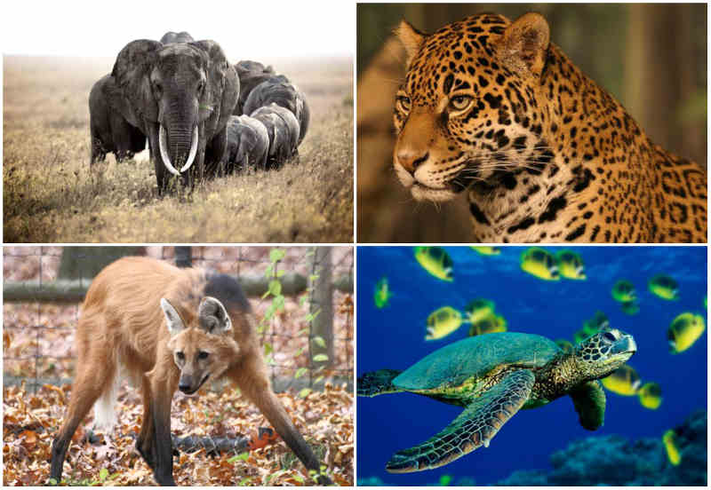 Quais Animais Estão em Extinção no Pantanal?
