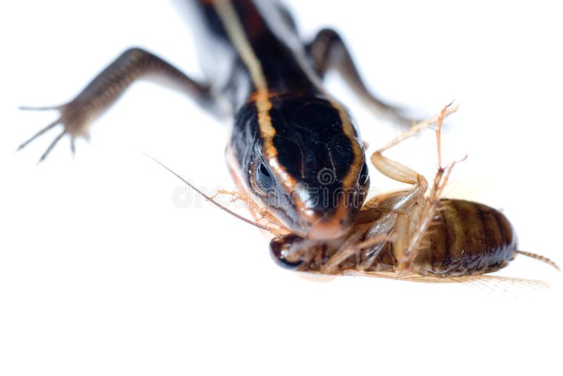 Qual é o Animal Que Come Barata? Como a Barata Dorme?