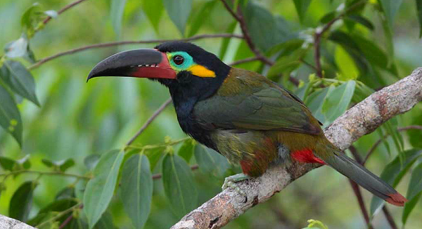 Araçari-Negro: Características, Nome Cientifico e Fotos
