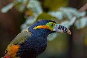 Araçari-Tirador-de-Leite ou Saripoca-de-Bico-Riscado: Imagens