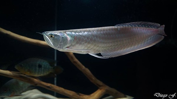 Aruanã-Prateado: Características, Nome Cientifico E Fotos