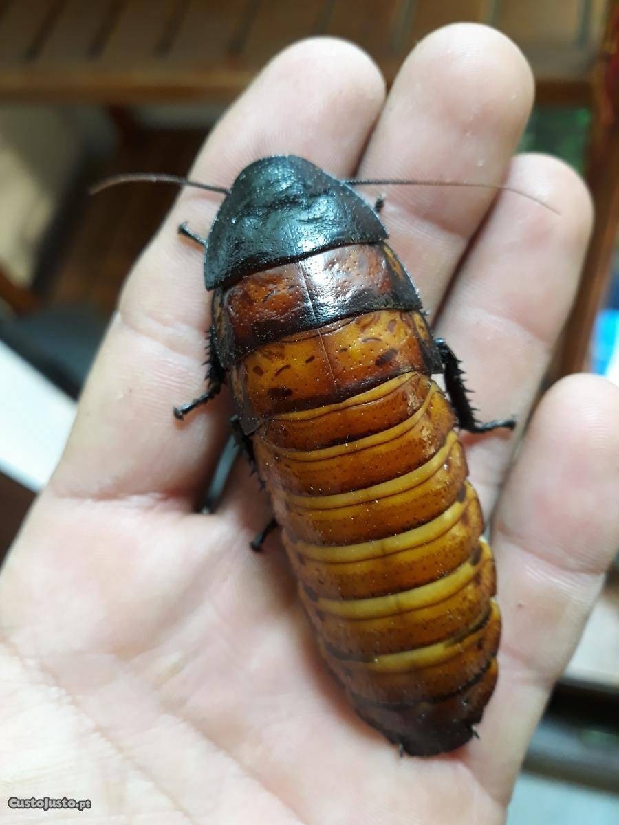 Barata de Madagascar: Características, Nome Cientifico e Fotos