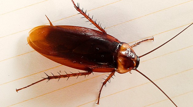Quais São os Predadores da Barata e Seus Inimigos Naturais?