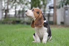 Quanto Um Beagle Come Por Dia? Quantas Vezes?
