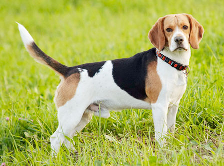 Como é o Temperamento do Beagle? Ele é Agitado?
