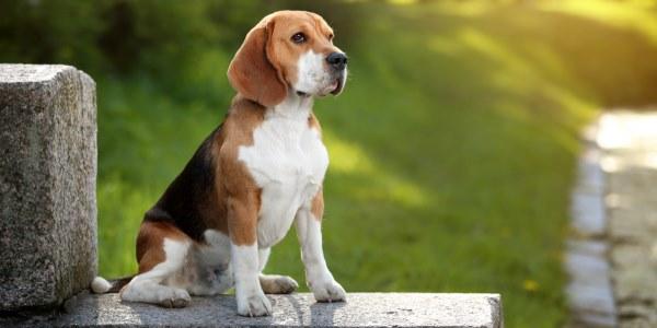 Beagle Preço, Valor Para Comprar e Fotos