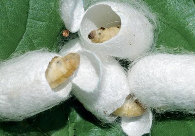 Qual a Importância do Bicho da Seda Para a Natureza e Economia?