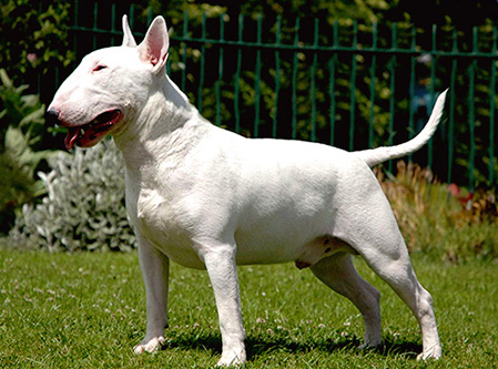 Bull Terrier Preço, Valor Para Comprar e Fotos