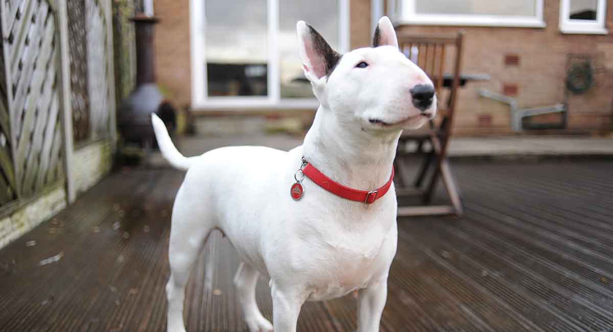 Ficha Técnica do Bull Terrier: Peso, Altura e Tamanho