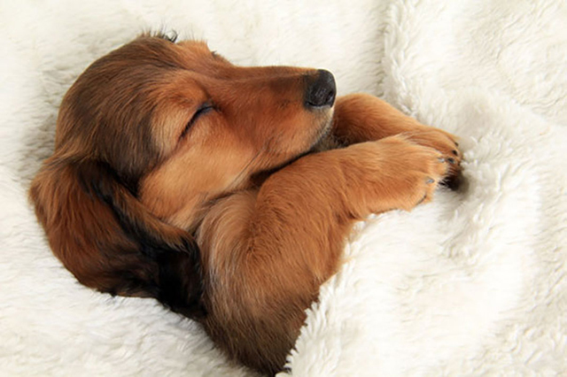 Por Que Cachorro Tem Espasmos Quando Dorme?