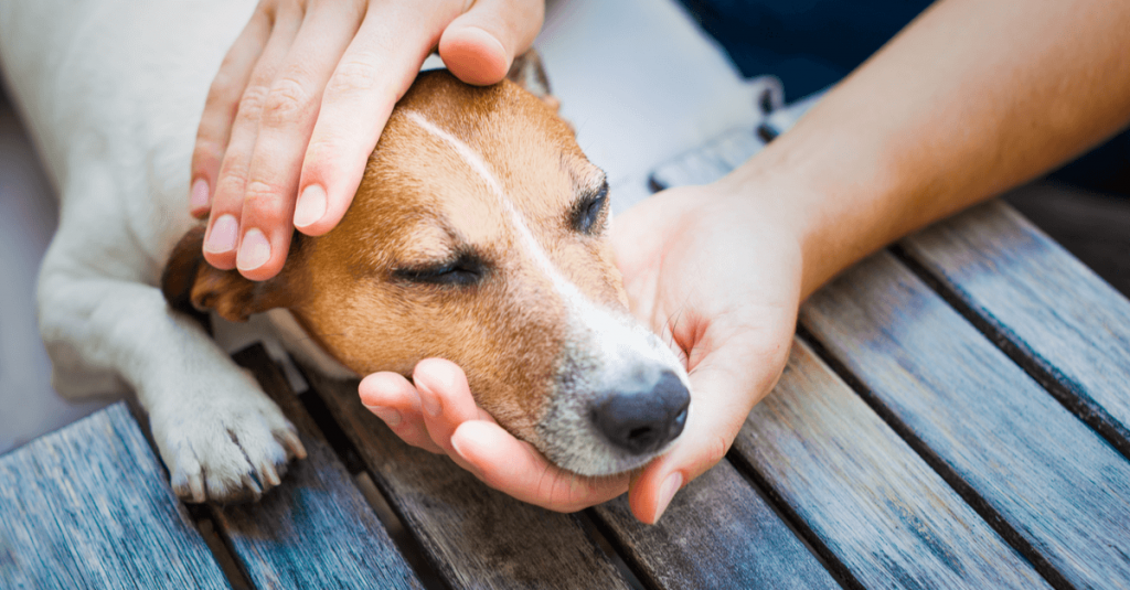 Quais Os Sintomas Do Veneno De Rato Em Cachorro?