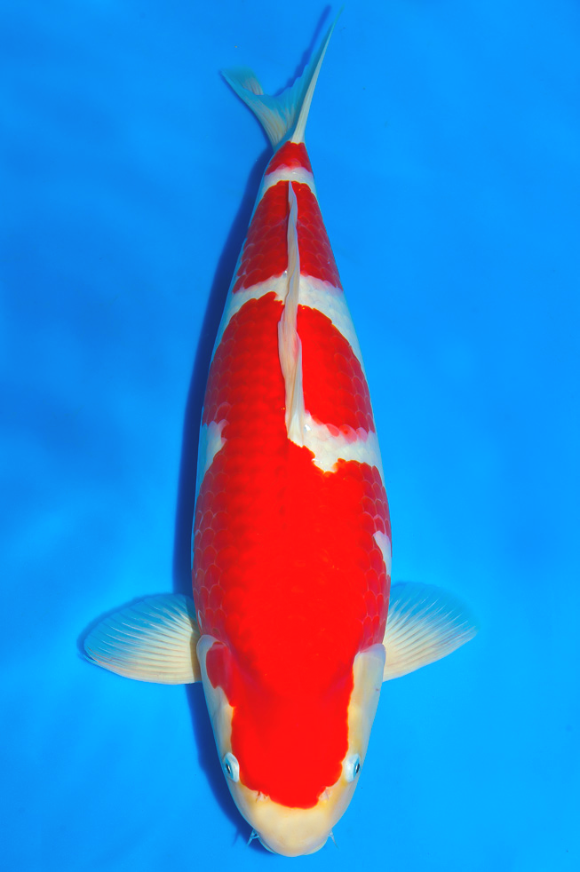 Carpa Kohaku: Características, Nome Científico, Habitat e Fotos