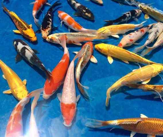 Quanto Tempo Vive uma Carpa Ornamental? Quanto Custa?