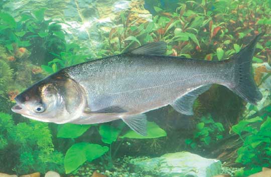 Carpa Prateada: Características, Nome Cientifico, Habitat E Fotos