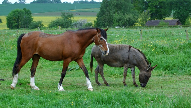 O Que Nasce do Cruzamento do Cavalo Com a Jumenta?