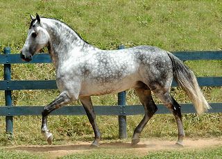Raça de Cavalo Flórida Cracker Horse Características e Fotos
