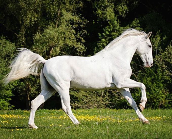 Raça De Cavalo Lippizzaner: Características, Fotos E História