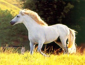 O Que é Um Cavalo Puro Sangue? De Onde ele Surgiu?