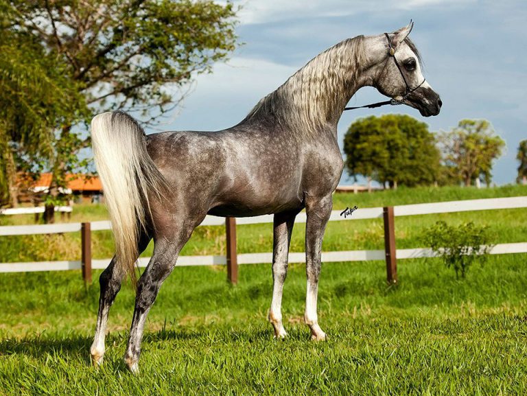 Cavalo Puro Sangue Árabe Rajado