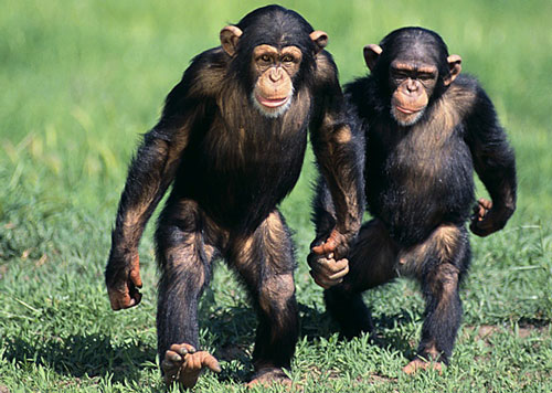 Tudo Sobre O Chimpanzé: Características, Nome Científico E Fotos