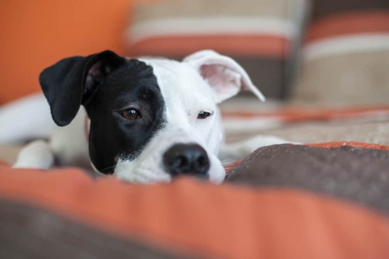 Como é Transmitida a Cinomose Canina?