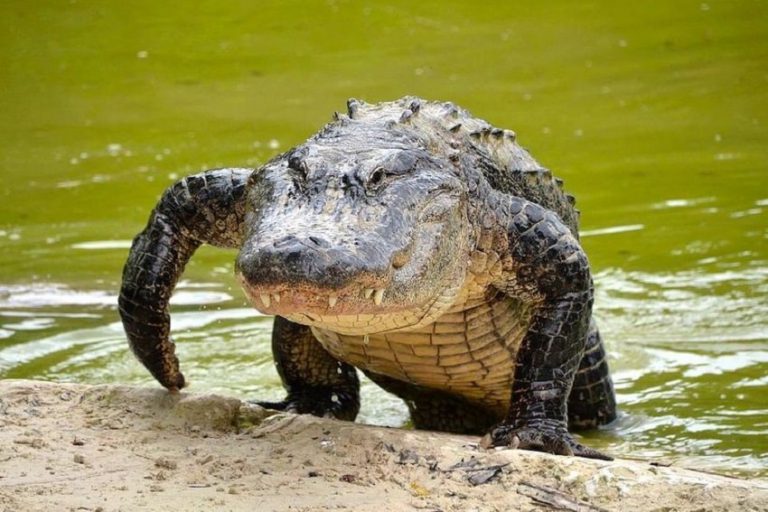 Crocodilo Saindo da Água