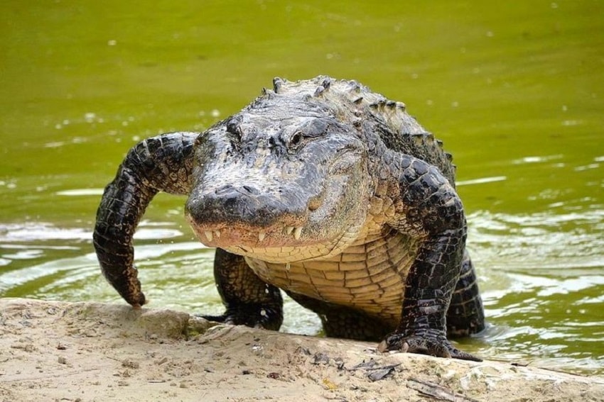Lista De Tipos De Crocodilo: Espécies Com Nome E Fotos