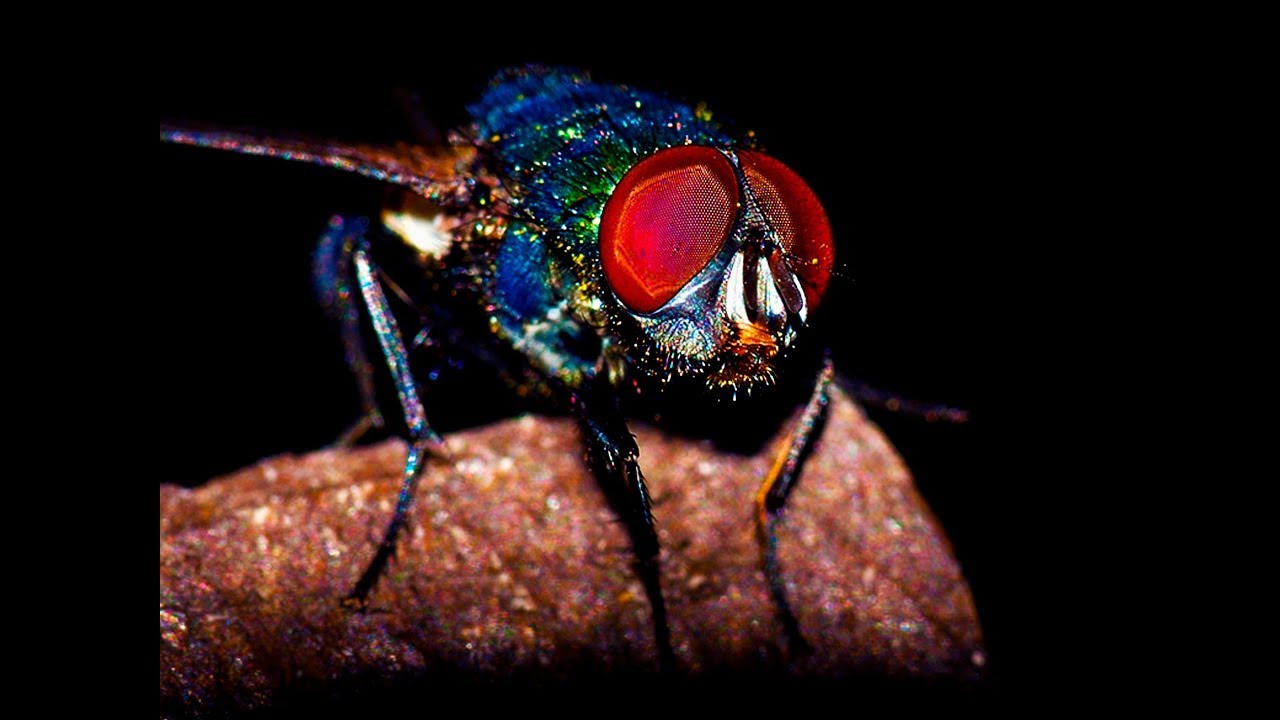 Quanto Tempo Demora Para Nascer Uma Larva de Mosca?