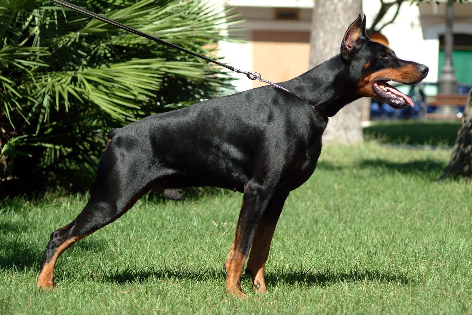 Diferenças Entre Doberman Americano, Alemão e Europeu