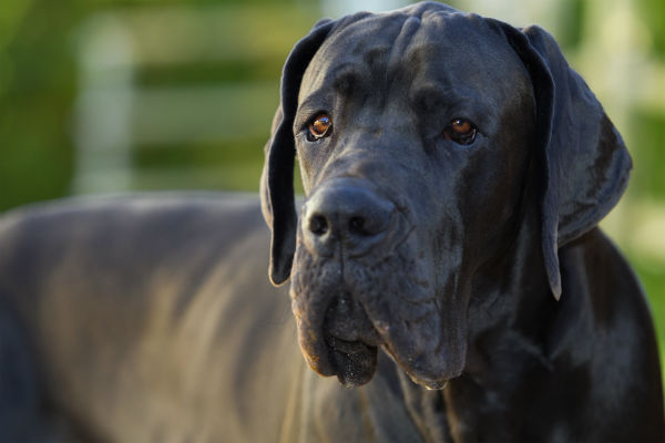 Cachorro Dogue Alemão: Personalidade da Raça