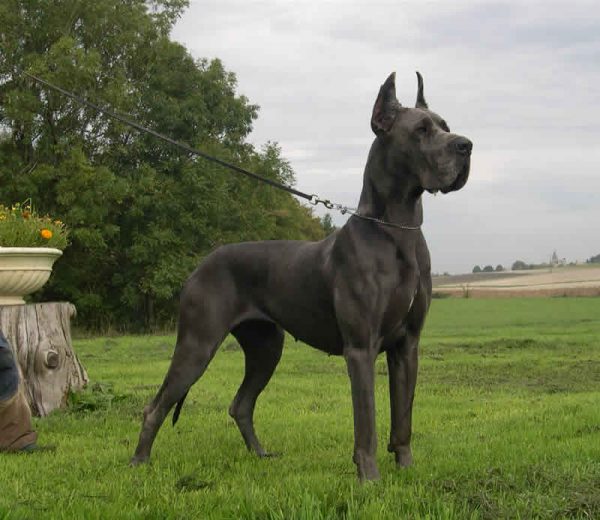 Reprodução do Dogue Alemão: Filhotes e Período de Gestação