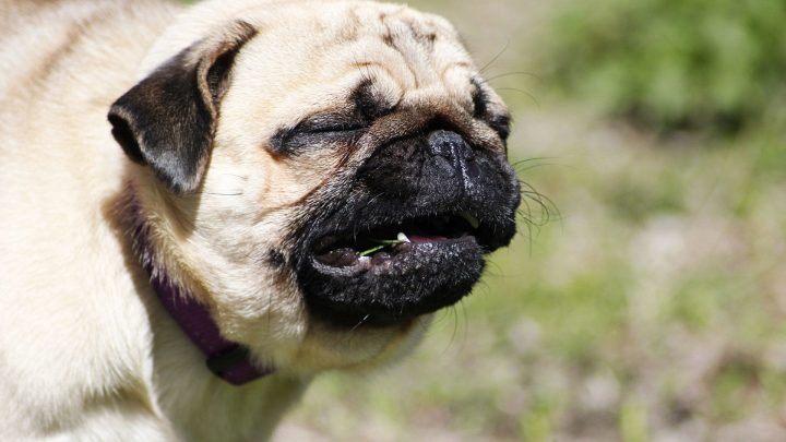 O Que é Espirro Reverso em Cães? Como Ajudar o Animal?
