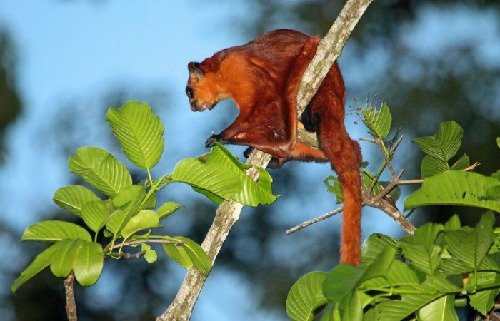 Esquilo-Voador-Gigante-Vermelho: Características E Fotos