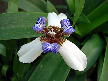 Flor Falsa Íris: Curiosidades e Fatos Interessantes Sobre a Planta