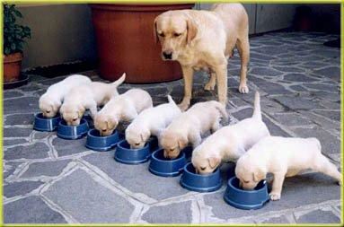 Quantas Vezes o Filhote de Cachorro Deve Comer por Dia?