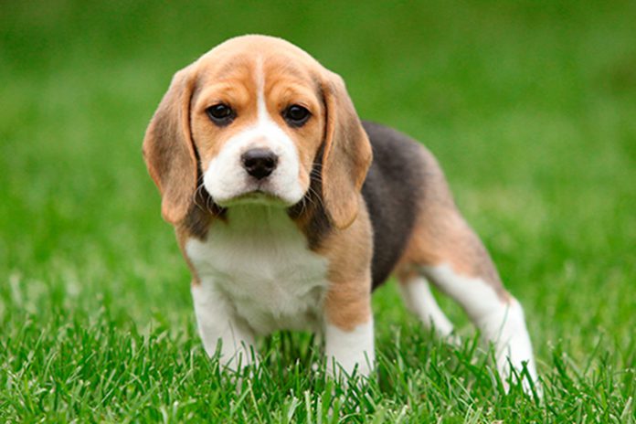 Como Cuidar de Um Beagle Filhote: Cuidados e Doenças