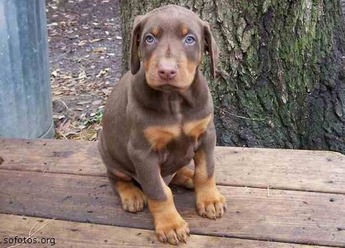Dobermann: Preço, Valor Para Comprar e Fotos