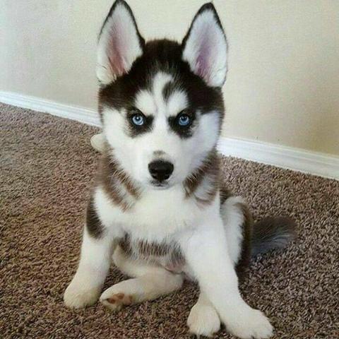 Como Cuidar de Filhote de Husky Siberiano? Cuidados Necessários