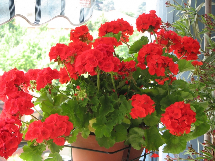 Ficha Técnica da Flor Gerânio: Raiz, Folhas e Caule