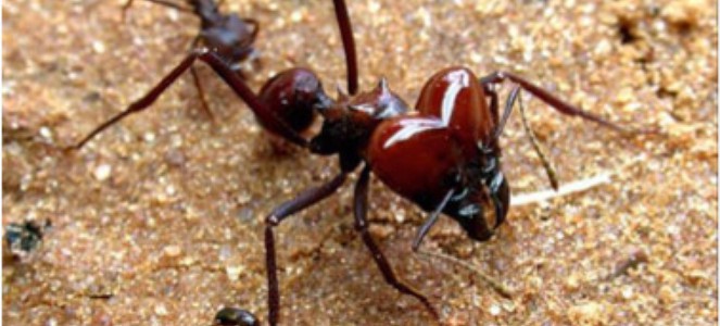 Formiga-Cabeçuda: Características, Nome Cientifico, Fotos e Tamanho