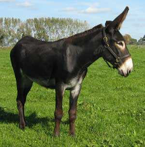 American Mammoth Donkey: Características e fotos