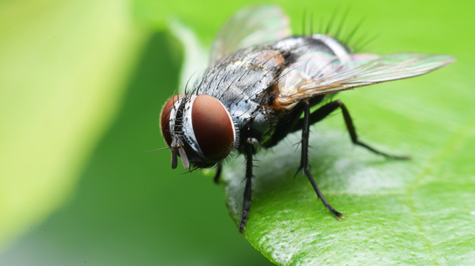 É Verdade que a Mosca Vive 24 Horas? Quanto Tempo Vive?