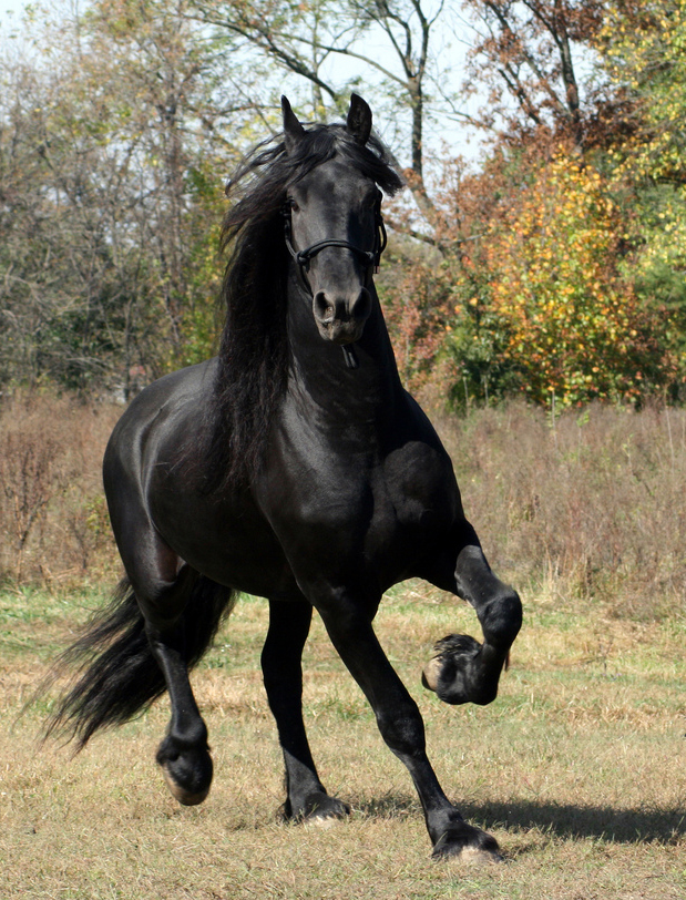 Tudo Sobre O Cavalo: Características, Nome Científico E Fotos
