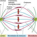 Fuso Mitótico - Da Célula ao Sistema